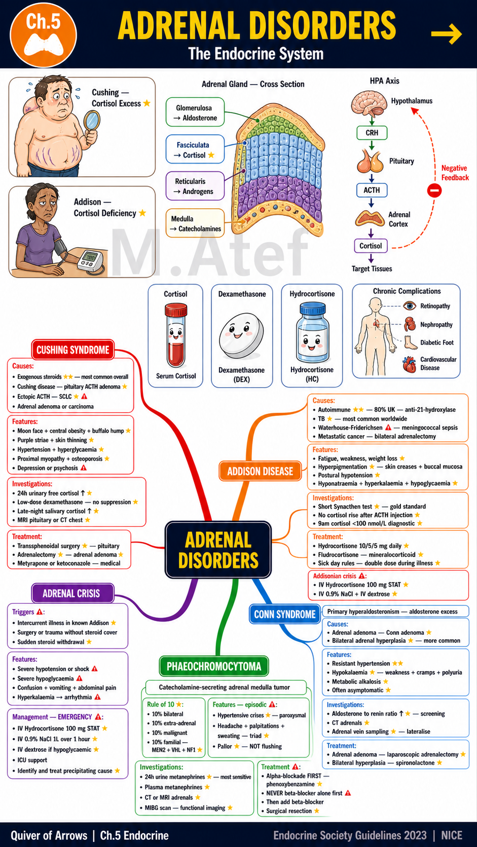 Quiver of Arrows: Visual Mind Maps for Medical Students — All 14 Body Systems